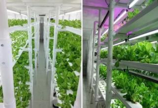 集装箱改造成农场种植有机蔬菜（二）